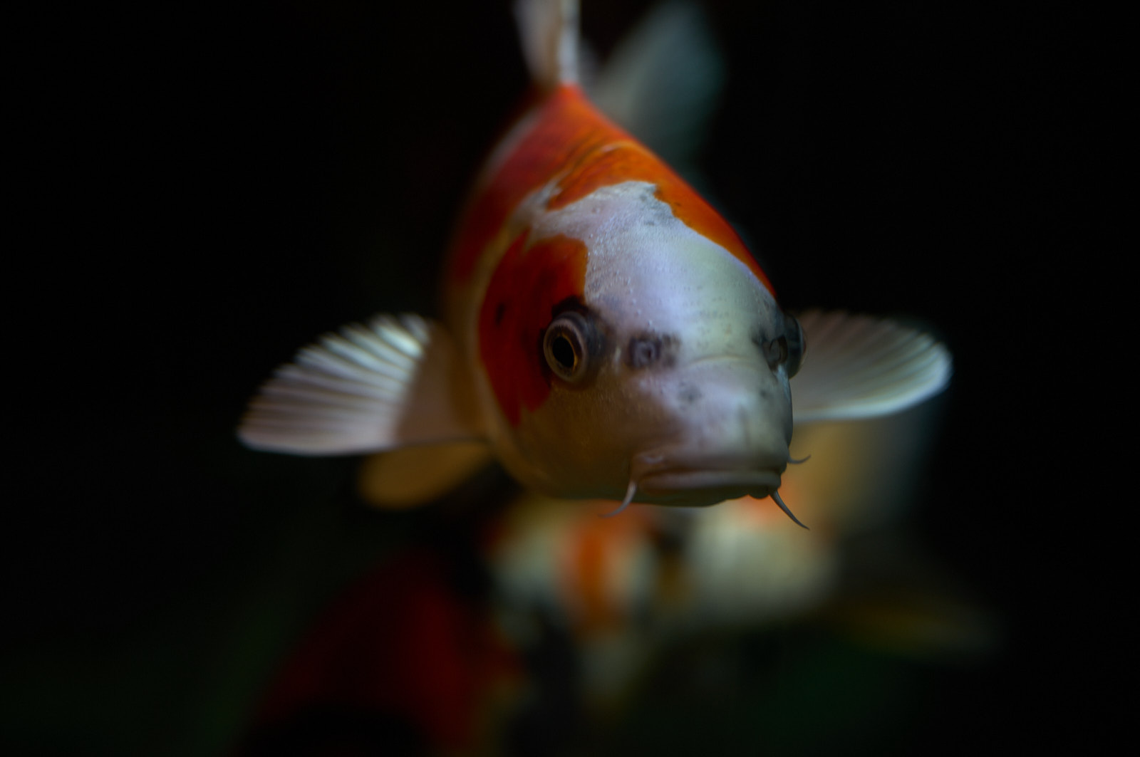 锦鲤